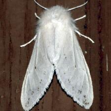 Spilosoma congrua