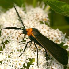 Cisseps fulvicollis