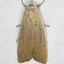 Palpidia pallidior