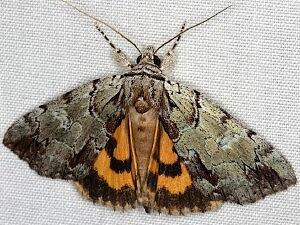 Catocala praeclara