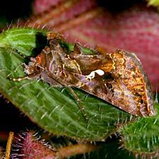 Autographa precationis