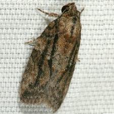 Garella nilotica