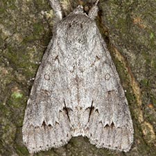 Acronicta hastulifera