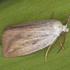 Amolita roseola