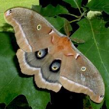 Antheraea polyphemus