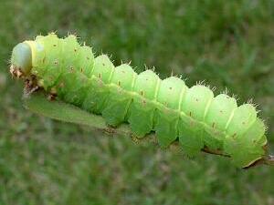 Actias luna