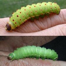 Actias luna