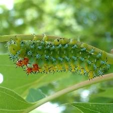 Hyalophora cecropia