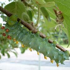 Hyalophora cecropia