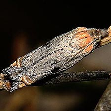 Eucosma offectalis