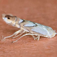 Phyllonorycter caryaealbella