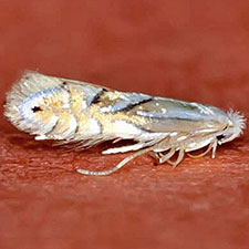 Phyllonorycter caryaealbella