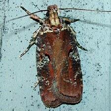 Agonopterix lythrella