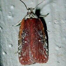 Agonopterix walsinghamella