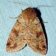 Orthosia rubescens