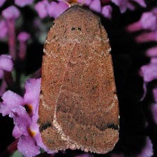 Abagrotis magnicupida