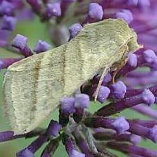 Chloridea virescens