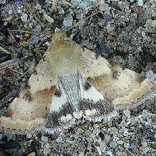 Heliothis phloxiphaga