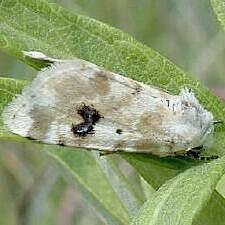 Schinia nundina