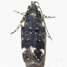 Chionodes bicostomaculella