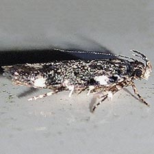 Chionodes bicostomaculella