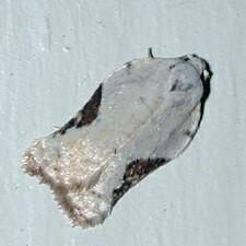 Acleris subnivana