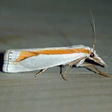 Crambus girardellus