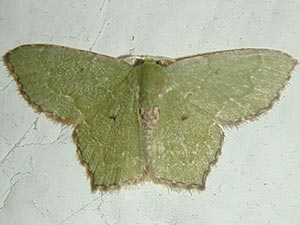 Chloropteryx nordicaria