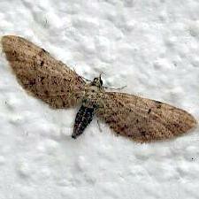 Eupithecia matheri