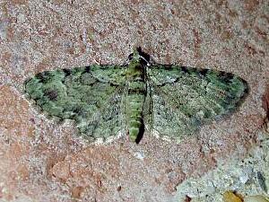 Pasiphila rectangulata