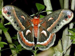 Hyalophora cecropia