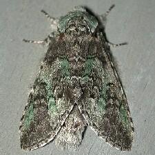 Macrurocampa marthesia