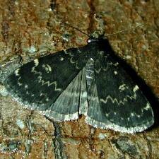 Idia lubricalis