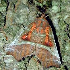 Scoliopteryx libatrix