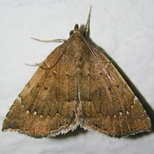 Focillidia texana