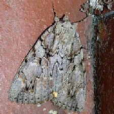 Catocala neogama