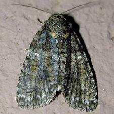 Acronicta increta