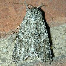 Acronicta oblinita