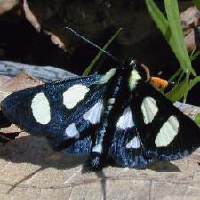 Alypia octomaculata