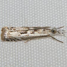 Microcrambus kimballi