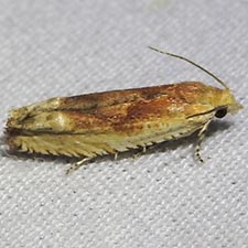 Eucosma cruentana