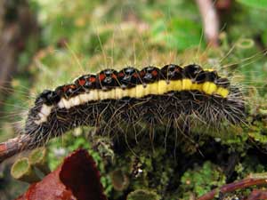 Acronicta quadrata