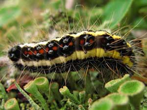 Acronicta quadrata