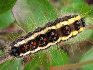 Acronicta quadrata