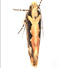 Ornativalva erubescens