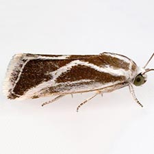 Ponometia alata