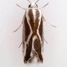 Ponometia alata