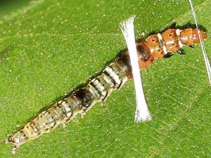 Helcystogramma melantherella