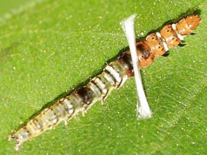 Helcystogramma melantherella