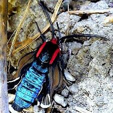 Ctenucha brunnea